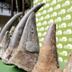 The horns of some of the black rhinos who died. RIP.